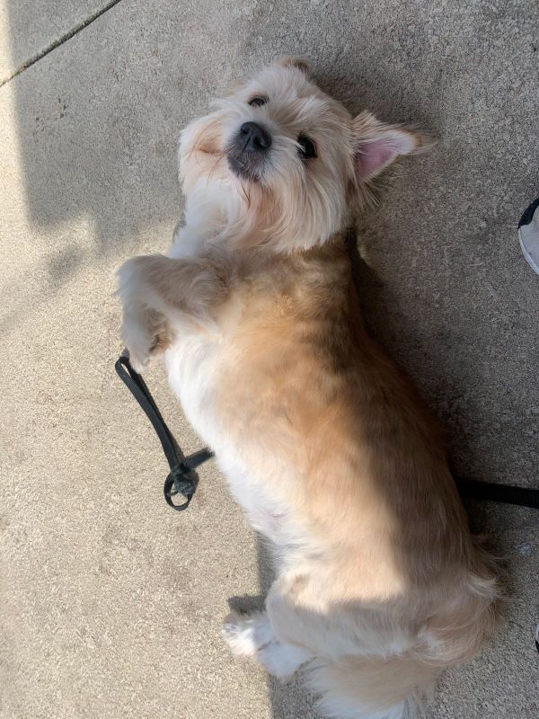 max laying on the floor in a funny position, head turned towards the camera